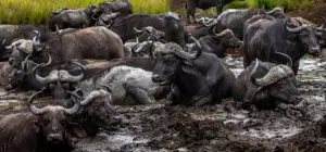 Herd of African buffalo bathing in thick mud at a wildlife reserve