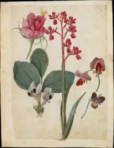 16th century botanical drawing of flowers including rose, heartsease, sweet pea and garden pea by Jacques le Moyne