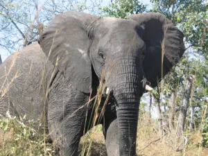 African elephant bull