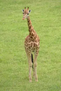 Giraffe posing in the grass