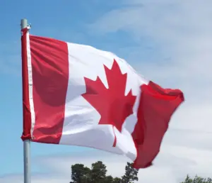 Maple leaf photograph